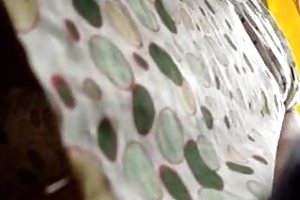 Телок вуайерист шпион сняться в порно кастинг